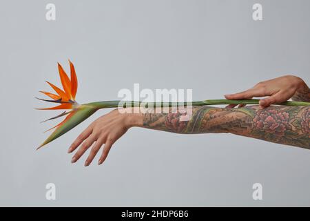 tatuaggio, uccello di paradiso, floreale, tatuaggi, uccello di paradisi, fiori Foto Stock