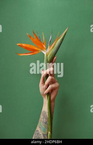 uccello di paradiso, strelitzia, uccello di paradisi, strelitzias Foto Stock