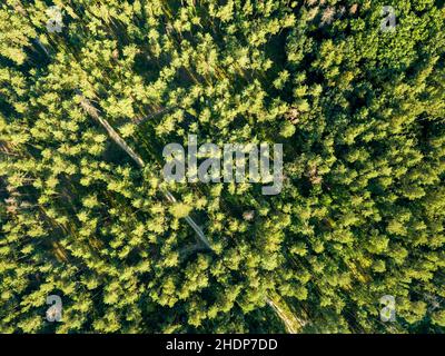 foresta decidua, polmone verde, foreste decidue Foto Stock