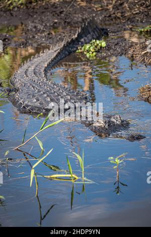 Alligatore americano (Alligator mississippiensis) lungo la riva del fiume St. Johns vicino al Blue Spring state Park nella contea di Volusia, Florida. (USA) Foto Stock