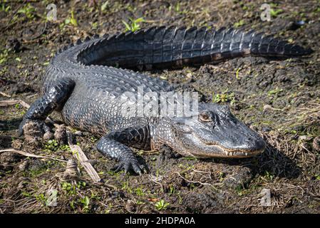 Alligatore americano (Alligator mississippiensis) lungo la riva del fiume St. Johns vicino al Blue Spring state Park nella contea di Volusia, Florida. (USA) Foto Stock