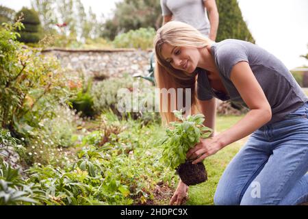 giardino, giardinaggio, giardini, cura di piante, tendine di piante Foto Stock