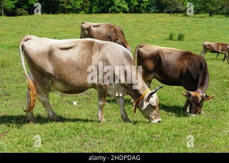 Una mandria di mucche brune che mangia erba sul campo in estate Foto Stock