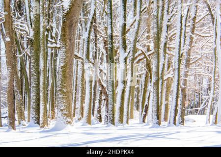 Paesaggio invernale con neve in Pennsylvania Foto Stock