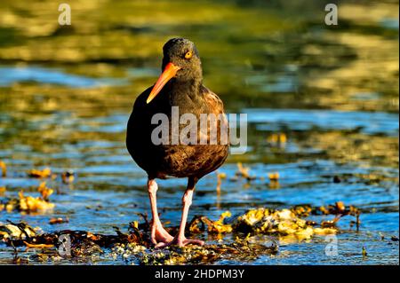 Un Oystercatcher nero Shorebird (Haematopus bachmani) al mattino presto leggero foraging in un letto di ostriche selvatiche sulla riva di Vancouver Island Briti Foto Stock