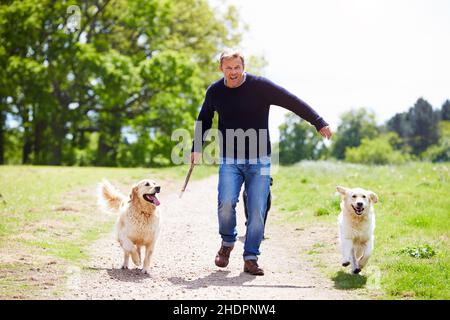 uomo, recuperatore d'oro, addestramento del cane, ragazzo, uomini, golden retrievers Foto Stock