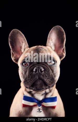 cane, cravatta ad arco, bulldog francese, cani, cravatte ad arco, cani da bulldog francesi Foto Stock