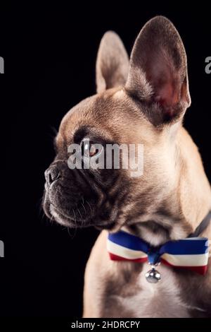 bulldog francese, bulldog francese Foto Stock