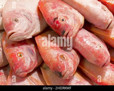 persico, tilapia, basso, perchi, tilopie Foto Stock