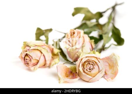 memoria, sbiadito, bouquet di rose, memorie, fadeds, bouquet di rose Foto Stock