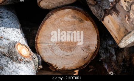 Un grosso tronco tagliato di un albero con la sua texture anelli visibile Foto Stock