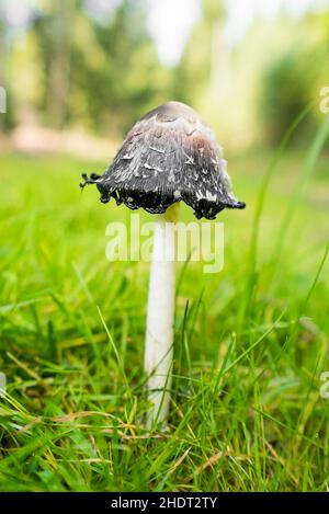tappo a inchiostro shaggy, coprinus comatus Foto Stock