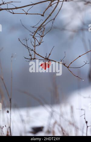 Un gruppo di bacche rosse da cui cade una goccia è in un paesaggio nevoso. Foto Stock