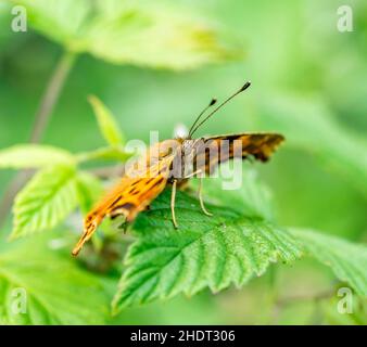 virgola farfalla, virgola farfalle Foto Stock