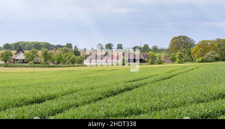 campo, agricoltura, campi, agricoltura Foto Stock