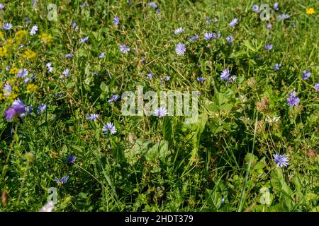 Cicoria comune (Cichorium intybus) fiori blu brillante. Margherita blu in fiore in estate. Foto Stock