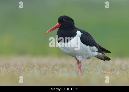 Ostercatcher eurasiatico, Haematopus ostralegus, uccelli d'Islanda Foto Stock