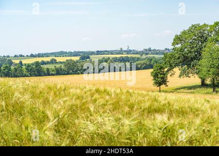 estate, campi, estati, campo Foto Stock