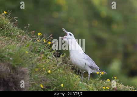 Fulmar, Fulmarus glacialis, sedette su un pendio erboso su un bordo di scogliera. Foto Stock