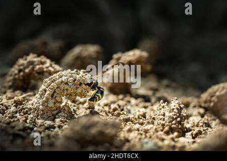 nido d'uccello, vespe di mason spinoso, nidi d'uccello Foto Stock