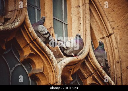 edificio storico, piccioni, piccione Foto Stock