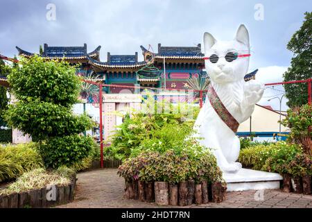 gatto, kuching, gatti Foto Stock