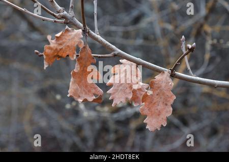 Foglie di quercia secca sul ramo Foto Stock