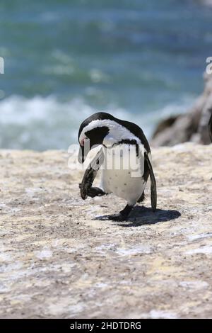 pinguino jackass, pinguini jackass Foto Stock