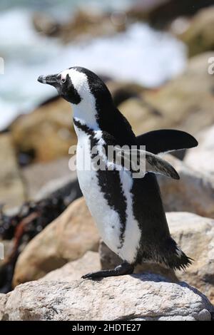 pinguino jackass, pinguini jackass Foto Stock