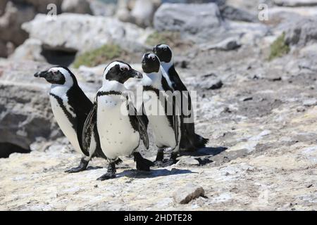 pinguino jackass, pinguini jackass Foto Stock