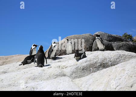 pinguino jackass, pinguini jackass Foto Stock