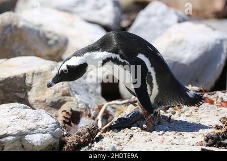 pinguino jackass, pinguini jackass Foto Stock