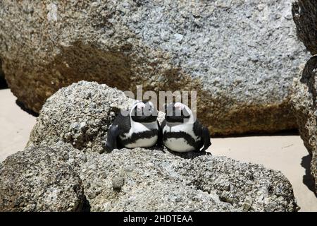 pinguino jackass, pinguini jackass Foto Stock