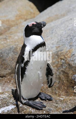 pinguino jackass, pinguini jackass Foto Stock