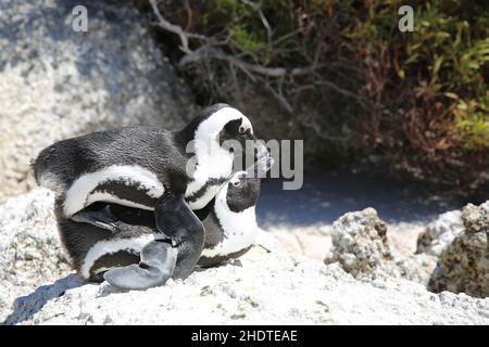 accoppiamento, pinguino di jackass, pinguini di jackass Foto Stock