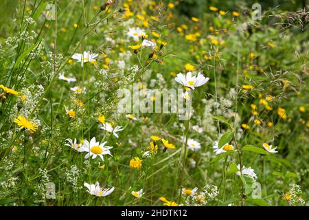 fiori selvatici, fiori selvatici, fiori selvatici, fiori selvatici Foto Stock