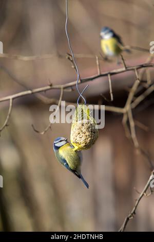 tomtit, alimentatore di uccelli, alimentazione di inverno, tomtits, alimentatori di uccelli, alimentazione Foto Stock