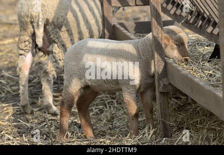 agnello, agnelli Foto Stock