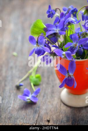 bouquet, viola, bouquet, violette Foto Stock
