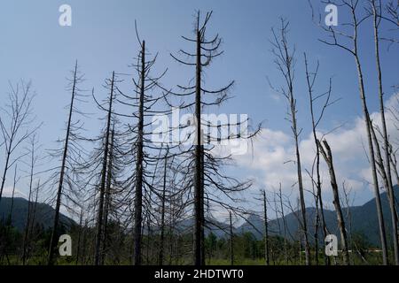 La crisi climatica e la dieback forestale hanno colpito molto duramente le foreste in Germania e Baviera, fotografate nel 2021 Foto Stock