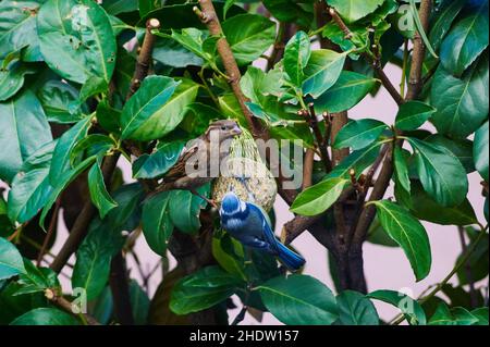 tomtit, alimentatore di uccelli, tomtits, alimentatori di uccelli Foto Stock