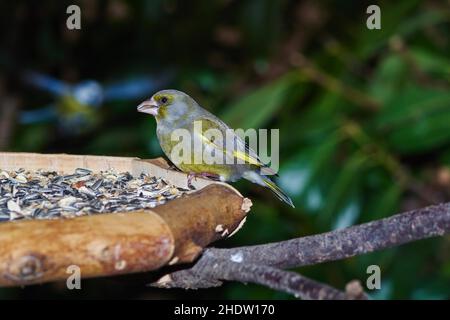 uccello, finco verde, uccelli, finchi verdi Foto Stock