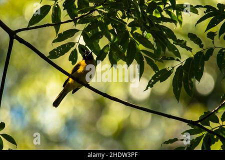 Bulbul nero-crestato, Pycnonotus melanicterus flaviventris Foto Stock