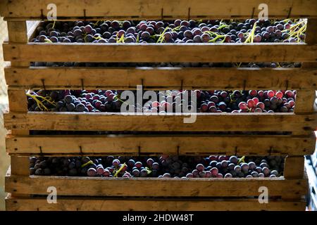 Grande cassa di legno piena di uve nere appena raccolte per la vinificazione in una vista ravvicinata all'aperto retroilluminata dal sole Foto Stock