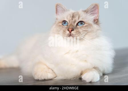 Ritratto di bel gatto sacro della birmania con gli occhi blu Foto Stock