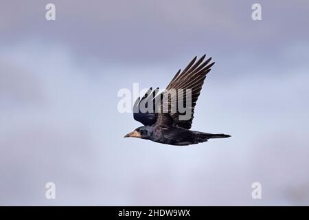 Rook in volo a Slimbridge WWT Gloucestershire UK Foto Stock