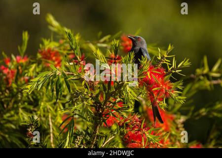 Ashy Drongo, Dicrurus leucophaeus, Vietnam Foto Stock