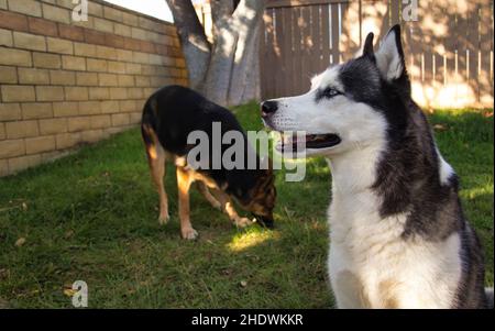 Primo piano dell'Husky siberiano con un pastore tedesco nel giardino. Foto Stock
