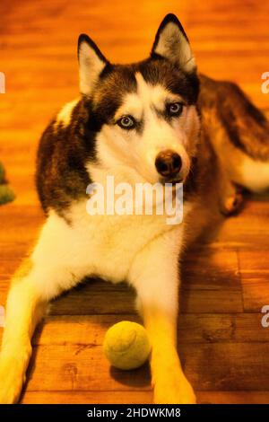 Primo piano verticale dell'Husky siberiano adagiato sul pavimento con una sfera. Foto Stock