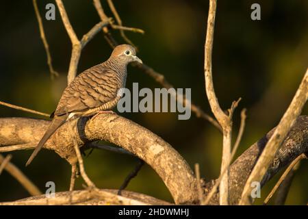 Colomba di Zebra, Geopelia striata, Vietnam Foto Stock